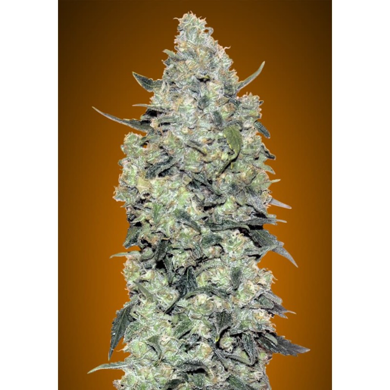 Auto Critical Mass · Advanced Seeds · kenevir tohum - disi · AutoFem
