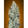 Auto Critical Mass · Advanced Seeds · kenevir tohum - disi · AutoFem