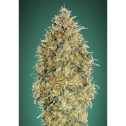 Auto Gorilla Blue · Advanced Seeds · cannabis seeds · AutoFem