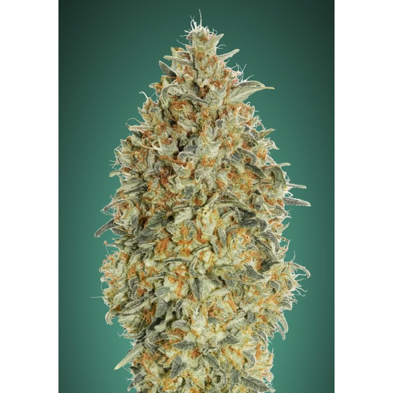 Auto Gorilla Blue · Advanced Seeds · cannabis seeds · AutoFem