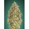 Auto Gorilla Blue · Advanced Seeds · kenevir tohum - Disi · AutoFem