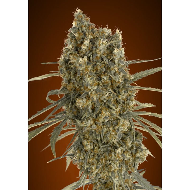 Auto Jack Herer · Advanced Seeds · kenevir tohum - Disi · AutoFem