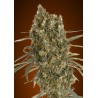 Auto Jack Herer · Advanced Seeds · cannabis seeds · AutoFem