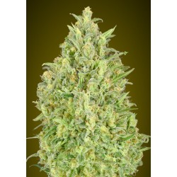Auto Pineapple Glue · Advanced Seeds · cannabis seeds · AutoFem