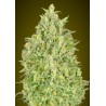 Auto Pineapple Glue · Advanced Seeds · kenevir tohum · Disi · AutoFem