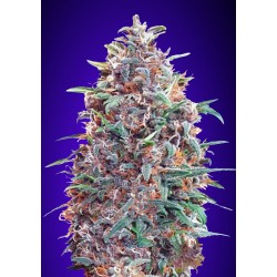 Auto Purple Diesel  · Advanced Seeds · kenevir tohum - disi · AutoFem