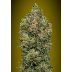 Auto Critical Soma · Advanced Seeds · cannabis seeds ·  AutoFem