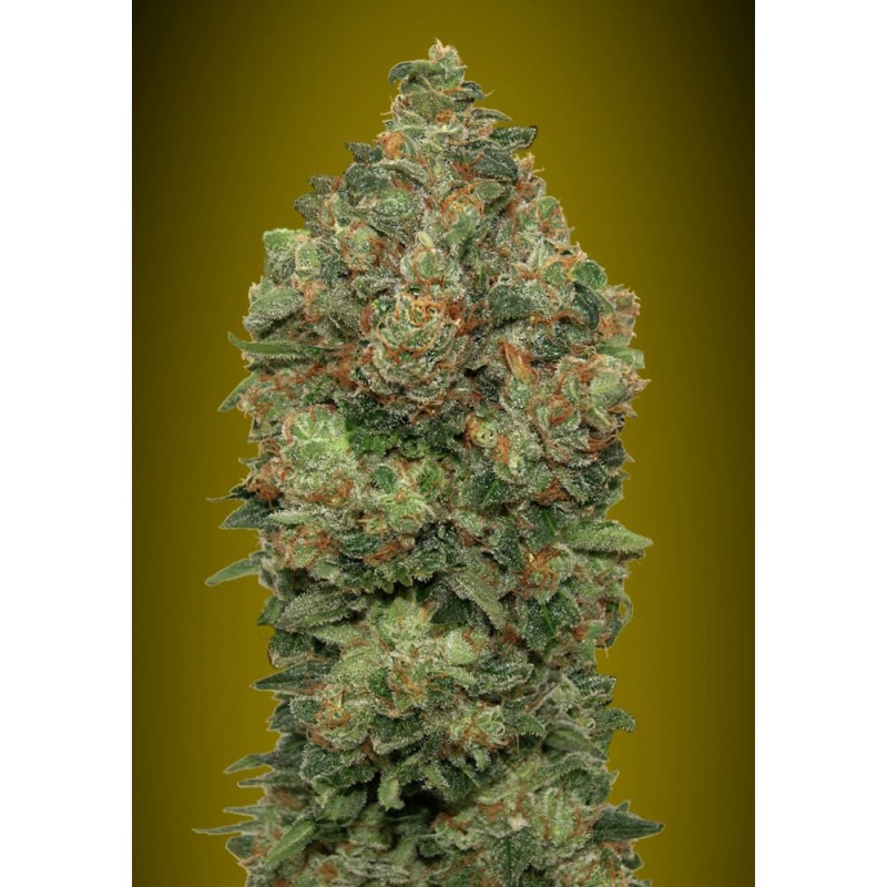 Auto Critical Soma · Advanced Seeds · cannabis seeds ·  AutoFem