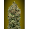 Auto Critical Soma · Advanced Seeds · cannabis seeds ·  AutoFem