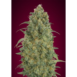 Auto Strawberry Gum · Advanced Seeds · cannabis seeds · AutoFem