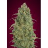 Auto Strawberry Gum · Advanced Seeds · kenevir tohum · Disi · AutoFem