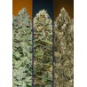 Automatic Col 1 · Advanced Seeds · kenevir tohum · Disi · AutoFem