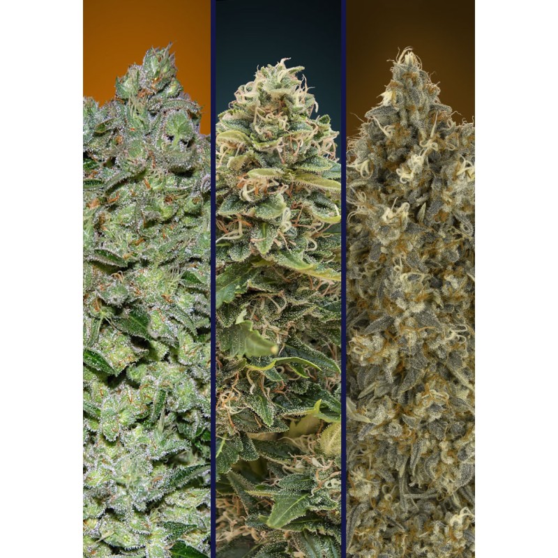 Automatic Col 3 · Advanced Seeds · kenevir tohum · Disi · AutoFem