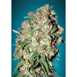 Critical · Advanced Seeds · cannabis seeds · Feminised