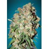Critical · Advanced Seeds · cannabis seeds · Feminised