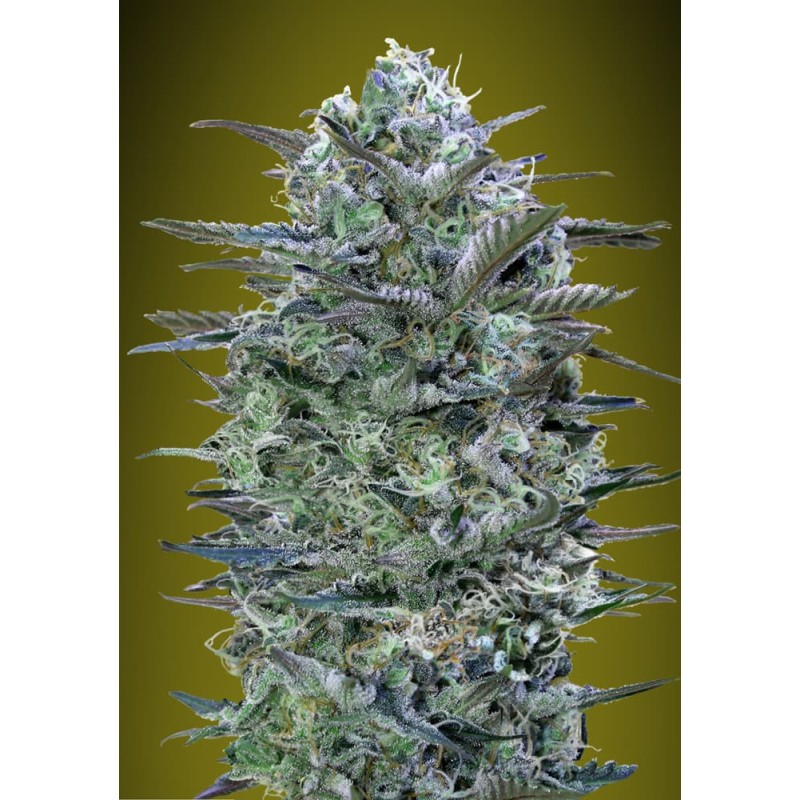 Critical Lemon · Advanced Seeds · kenevir tohum - disi · Fem
