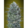 Critical Lemon · Advanced Seeds · kenevir tohum - disi · Fem