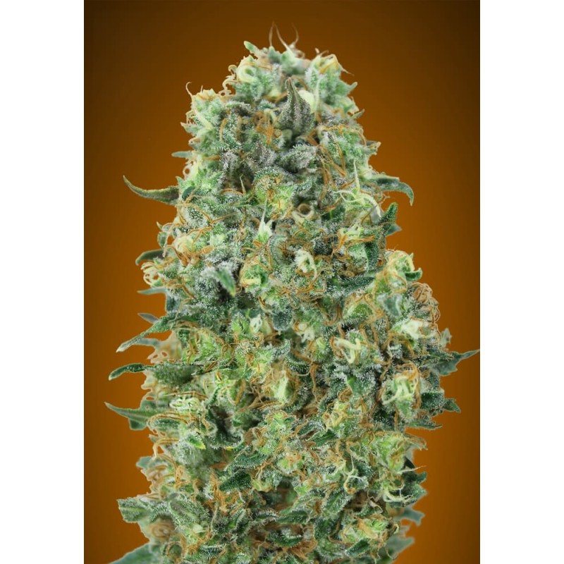 Critical Mass · Advanced Seeds · cannabis seeds · Fem