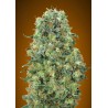 Critical Mass · Advanced Seeds · cannabis seeds · Fem