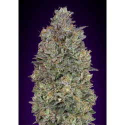 Critical Purple Kush · Advanced Seeds · cannabis seeds · Fem