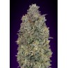 Critical Purple Kush · Advanced Seeds · kenevir tohum - disi · Fem