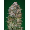 Critical Soma · Advanced Seeds · cannabis seeds · Fem