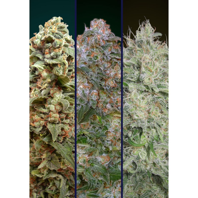 Feminized Col 2 · Advanced Seeds · kenevir tohum · Disi · Fem