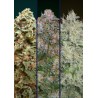 Feminized Col 2 · Advanced Seeds · kenevir tohum · Disi · Fem