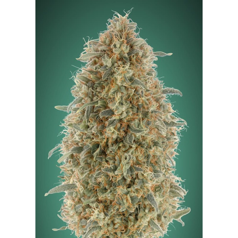 Gorilla Blue · Advanced Seeds · cannabis seeds  ·  Fem