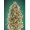 Gorilla Blue · Advanced Seeds · cannabis seeds  ·  Fem