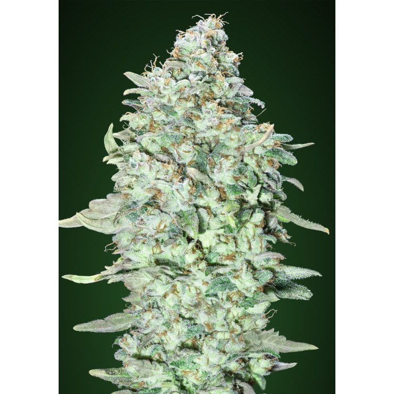 OG Kush SFV · Advanced Seeds · cannabis seeds · Fem