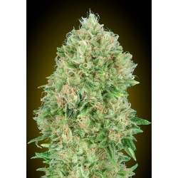 Pineapple Glue · Advanced Seeds · cannabis seeds · Fem