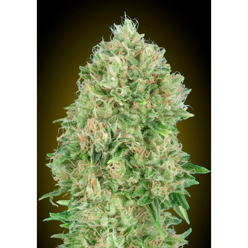 Pineapple Glue · Advanced Seeds · kenevir tohum - disi · Fem
