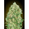 Pineapple Glue · Advanced Seeds · kenevir tohum - disi · Fem
