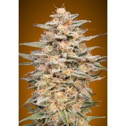 Somango Widow · Advanced Seeds · kenevir tohum - disi ·  Fem