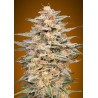 Somango Widow · Advanced Seeds · cannabis seeds ·  Fem