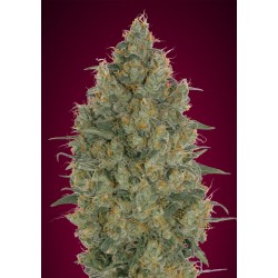 Strawberry Gum · Advanced Seeds · cannabis seeds · Fem
