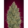 Strawberry Gum · Advanced Seeds · kenevir tohum - disi · Fem