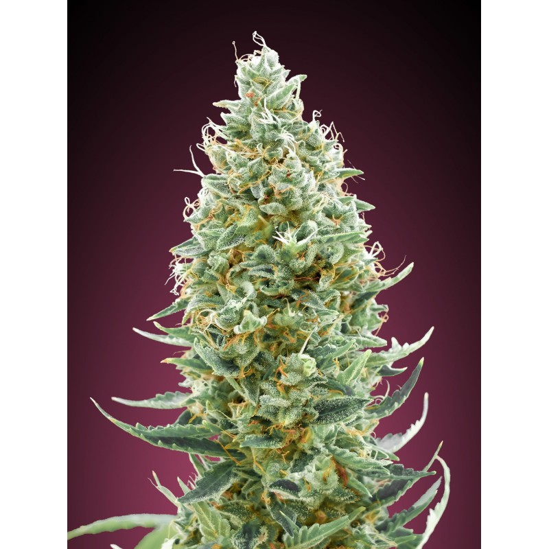 Amnesia Fast · Advanced Seeds · cannabis seeds · Fem