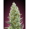 Amnesia Fast · Advanced Seeds · kenevir tohum - disi · Fem