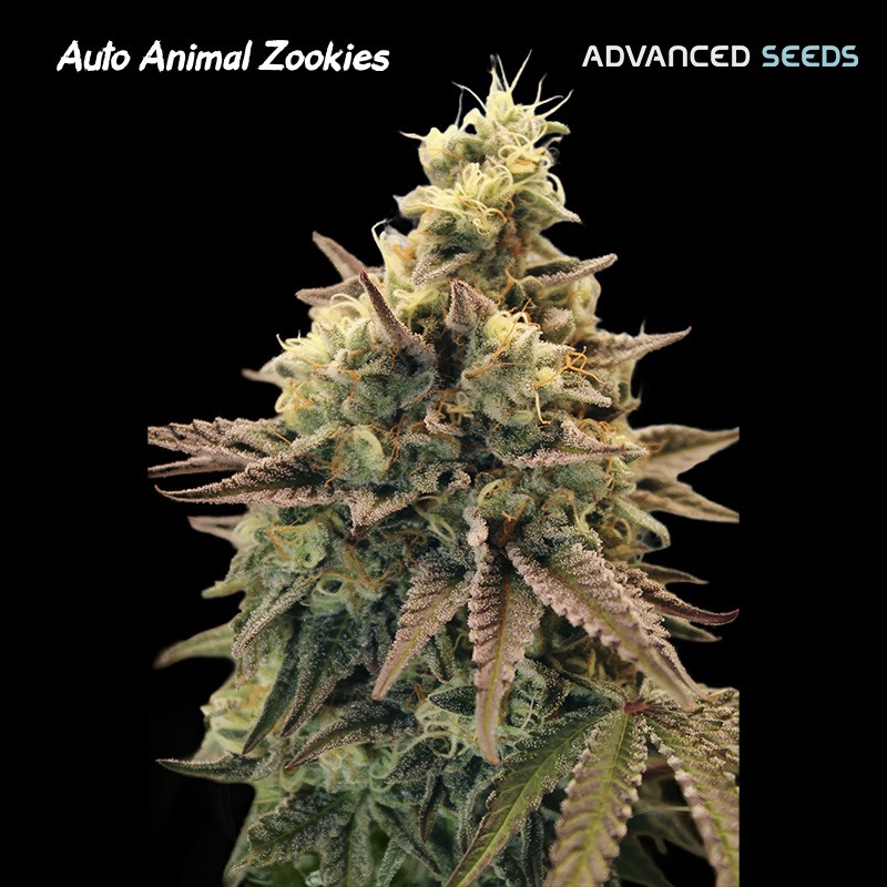 Auto Animal Zookies · Advanced Seeds · cannabis seeds · AutoFem