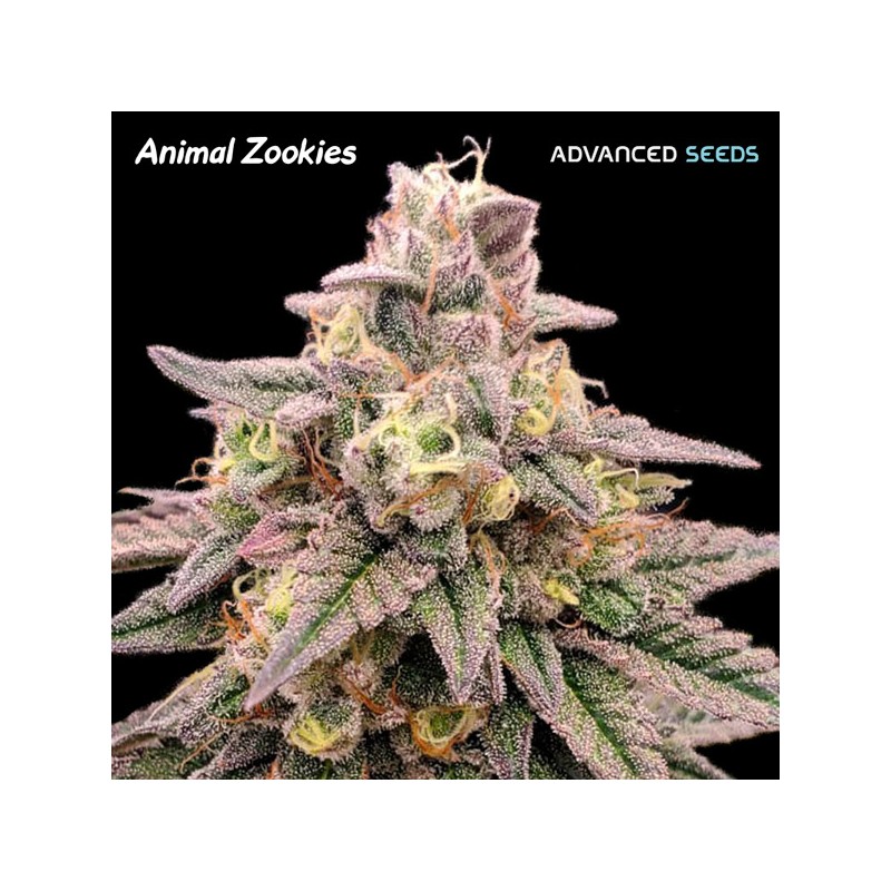 Animal Zookies · Advanced Seeds · cannabis seeds · Fem