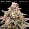 Animal Zookies · Advanced Seeds · cannabis seeds · Fem