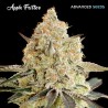 Apple Fritter · Advanced Seeds · cannabis seeds · Fem