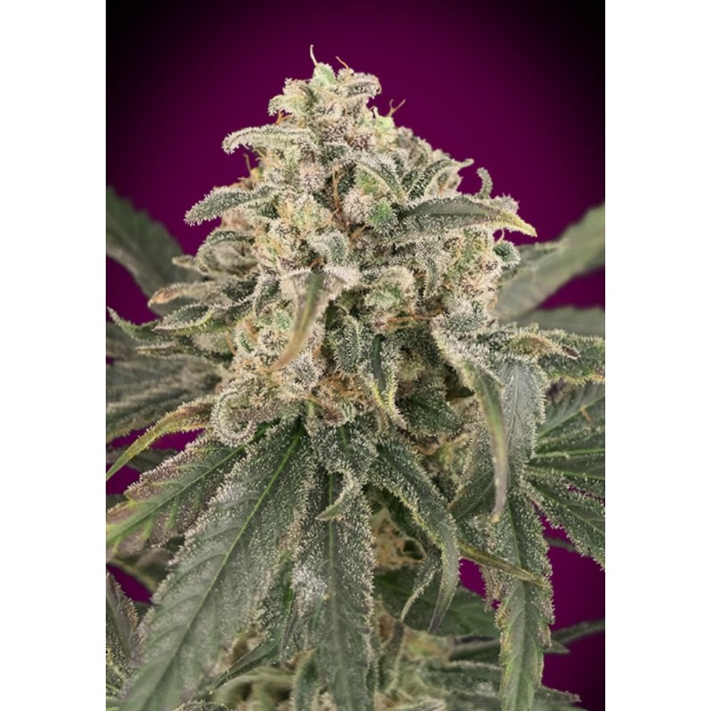 Auto Amnesia XXL · Advanced Seeds · kenevir tohum - Disi · AutoFem