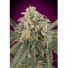 Auto Amnesia XXL · Advanced Seeds · kenevir tohum - Disi · AutoFem