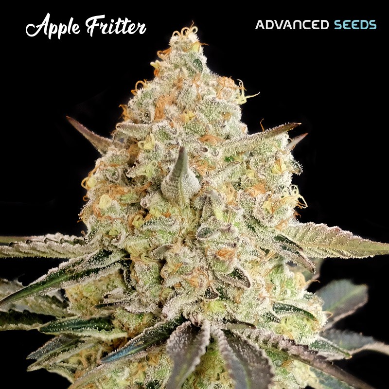 Auto Apple Fritter · Advanced Seeds · kenevir tohum - Disi · AutoFem