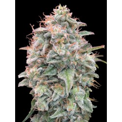 Auto Banana Cookies · Advanced Seeds · kenevir tohum - Disi · AutoFem