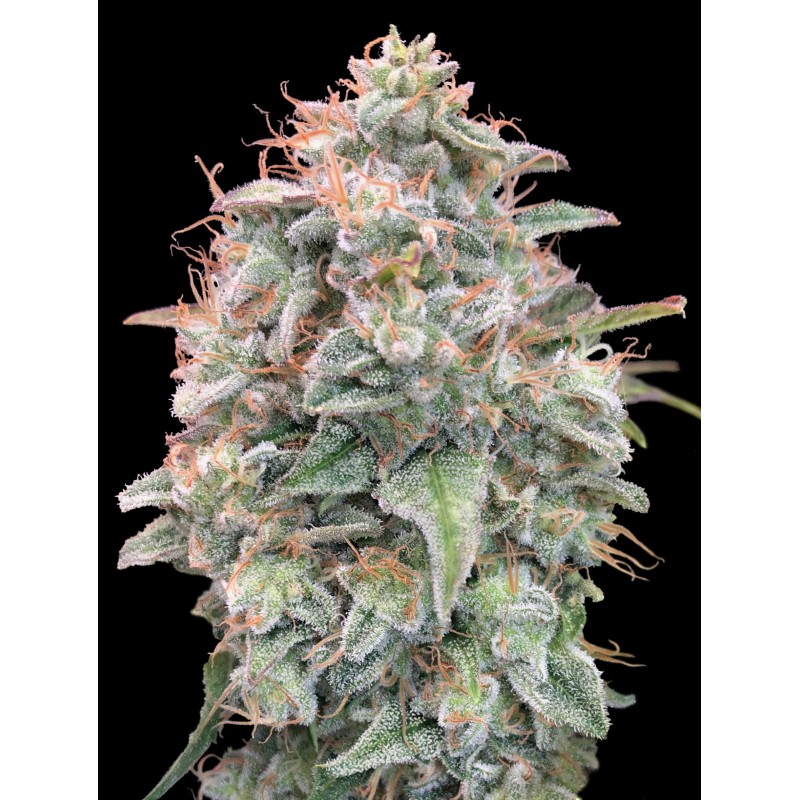 Auto Banana Cookies · Advanced Seeds · kenevir tohum - Disi · AutoFem