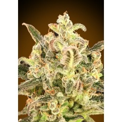 Auto Biodiesel Mass XXL · Advanced Seeds · kenevir tohum - Disi · AutoFem